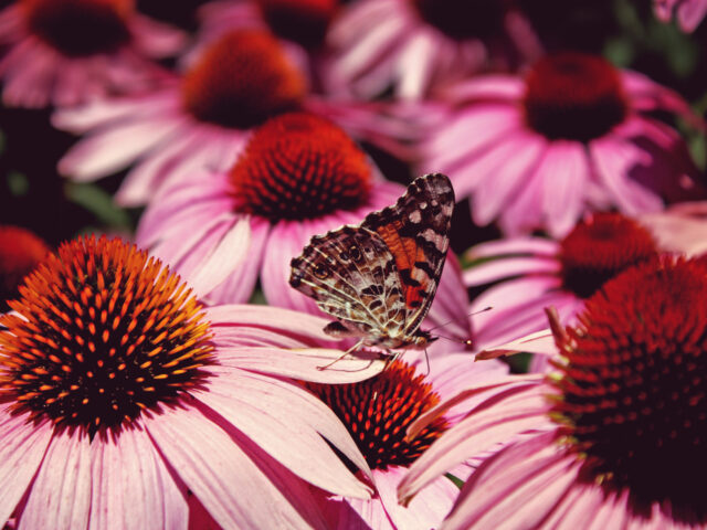 Ayurveda for High Blood Pressure: Natural Solutions