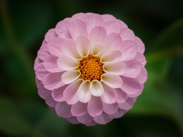 Ayurveda’s Natural Approach to Battle Anxiety